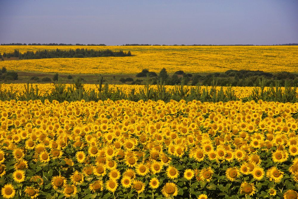 Зажелтело...