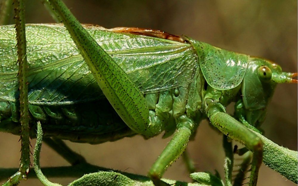 Зеленый как огуречик.