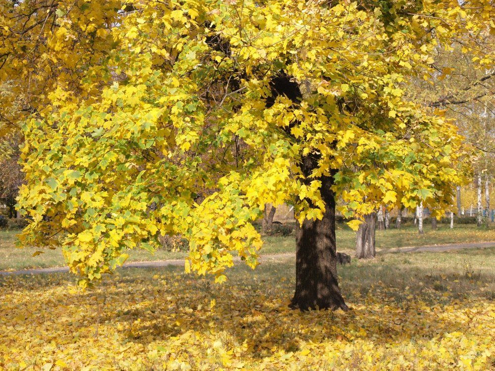Осень