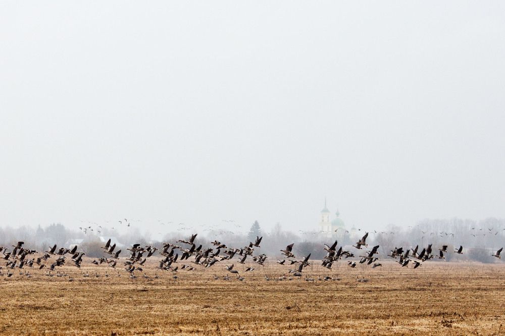 Этой Весной