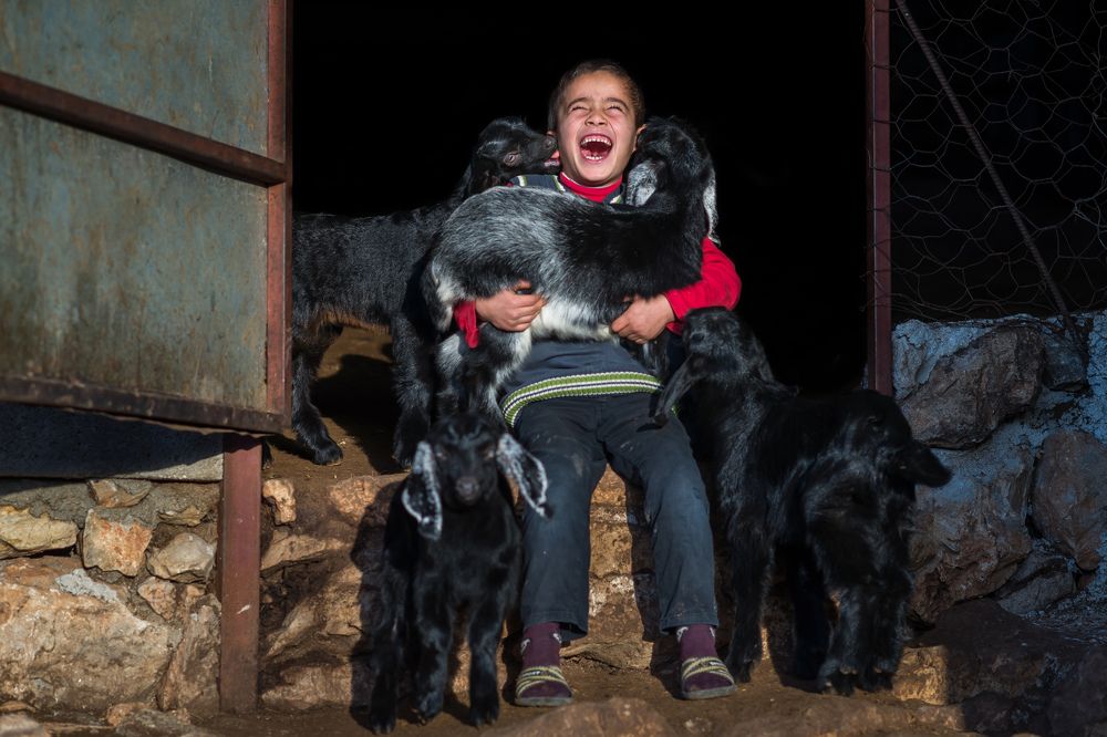 Happy Little Shepherd