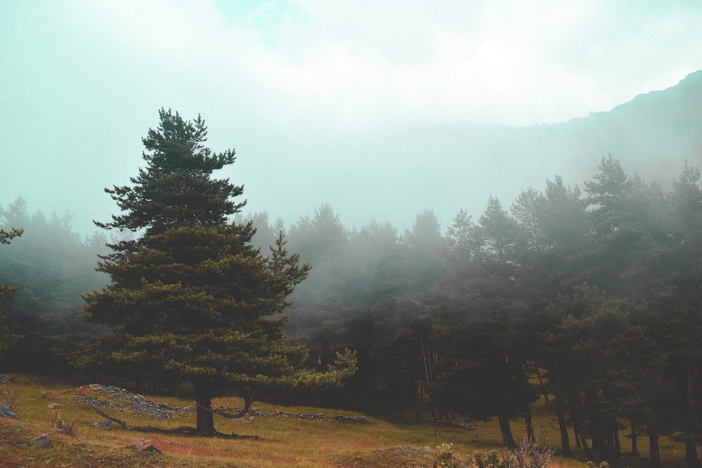 Photograph by Levan Korkia