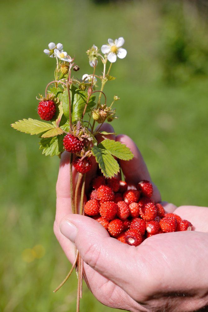 Аромат лета