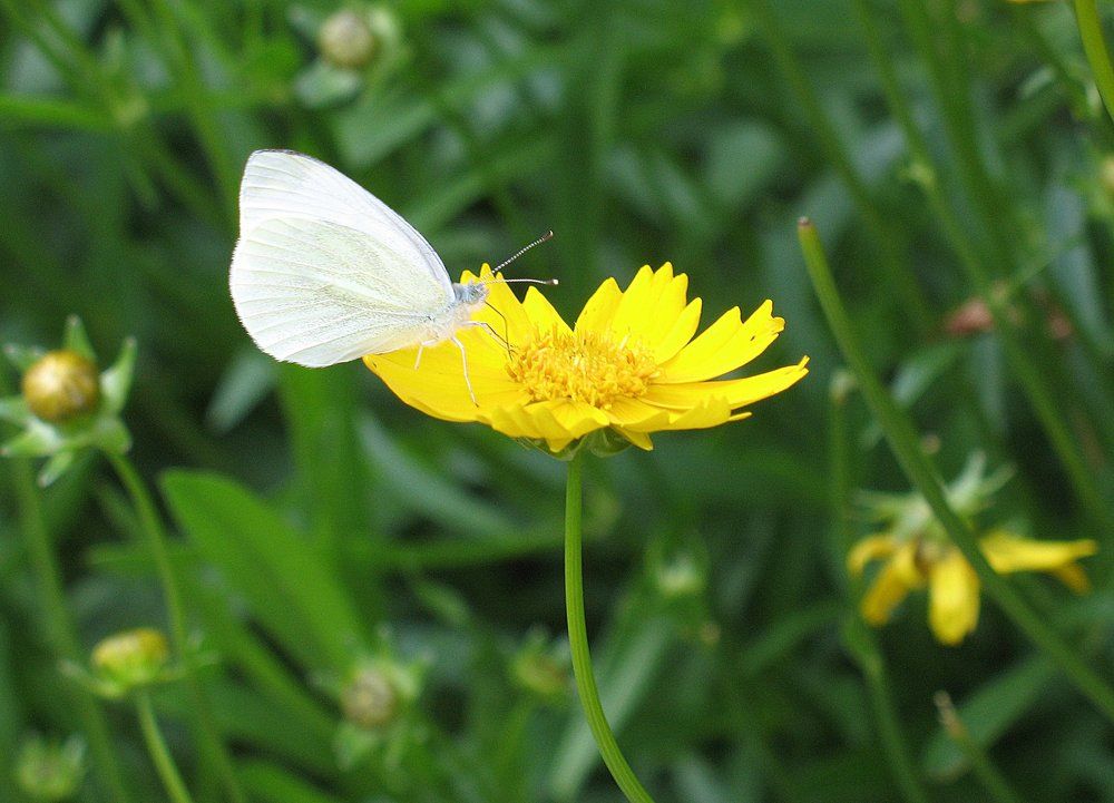 Белое на желто-зеленом