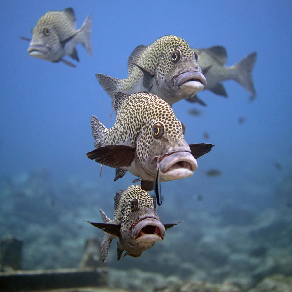 Sweetlips party just begun!