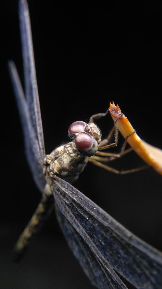 Macro Shot