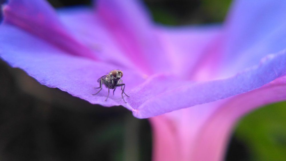 Macro shot