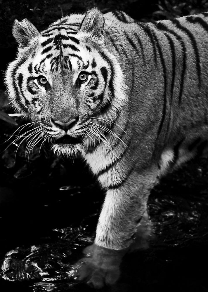 Panthera Tigris