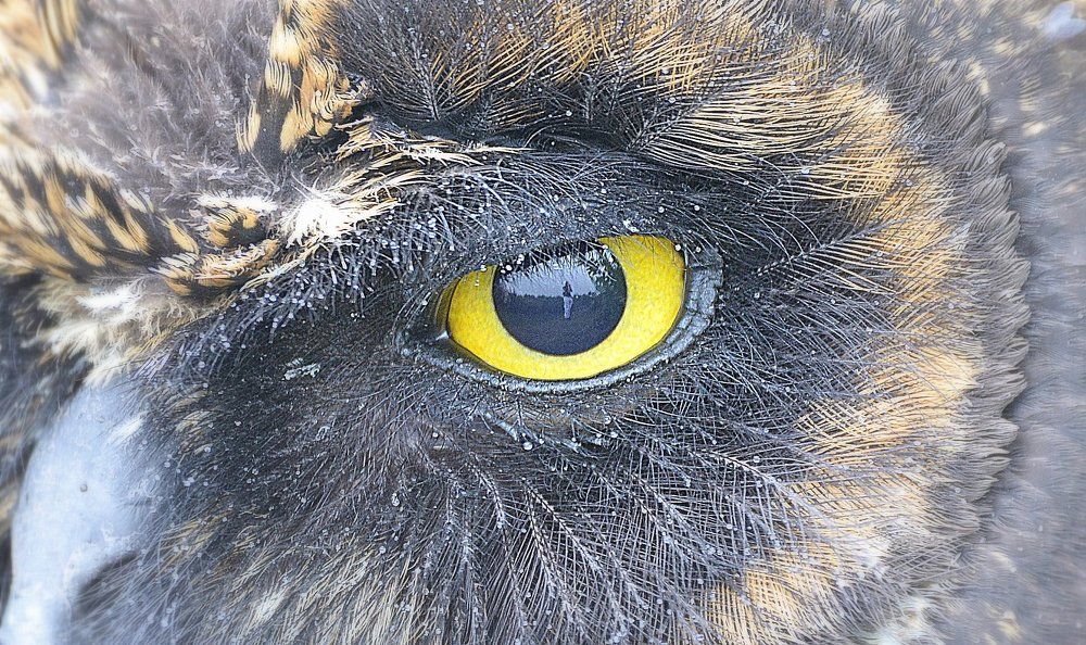 DENTRO DO OLHAR DA CORUJA