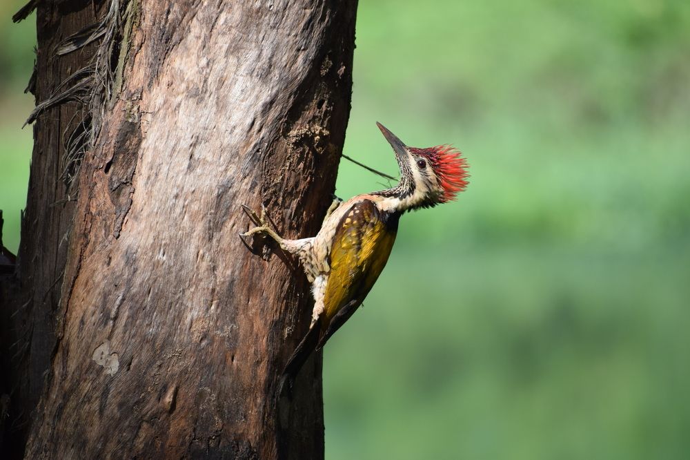 Wildlife habbit - Making nest