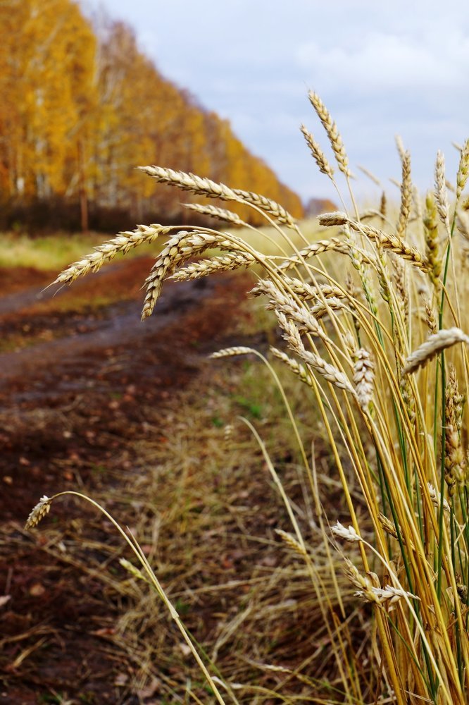 Хлеб поспел
