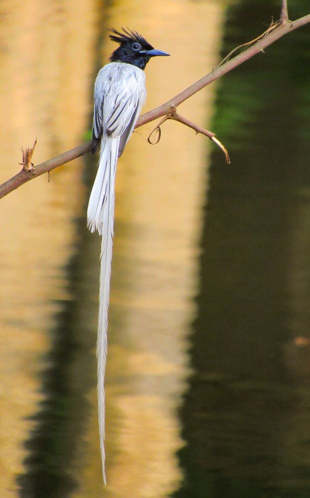 Asian Paradise fly catcher ( white morph)