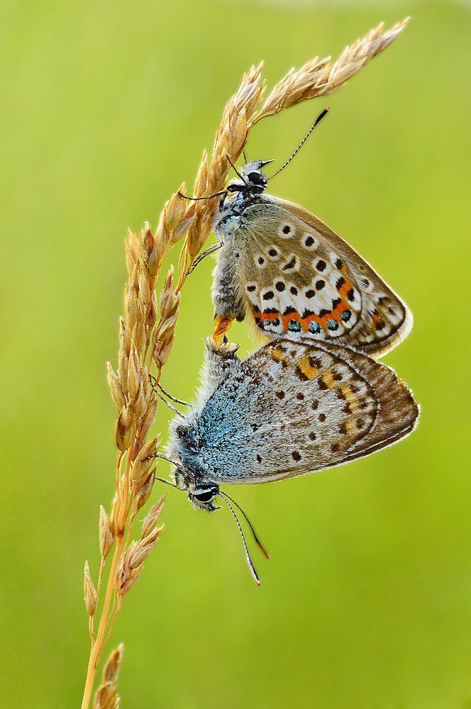 Притяжение