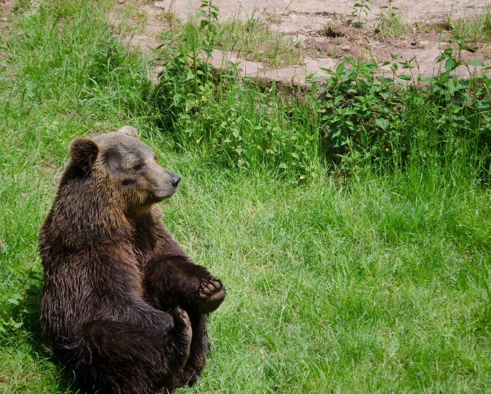 bear in the sun
