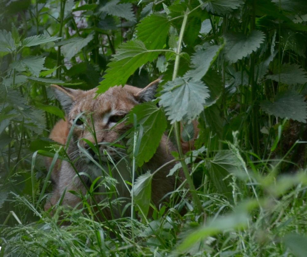Lynx waiting for....attack my dogs