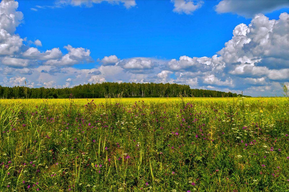 Разнотравие