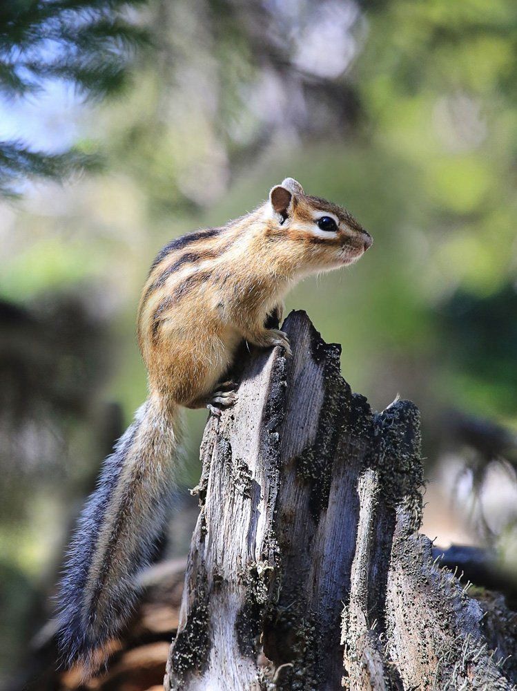Смотри и слушай