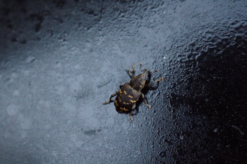 букашка на капоте