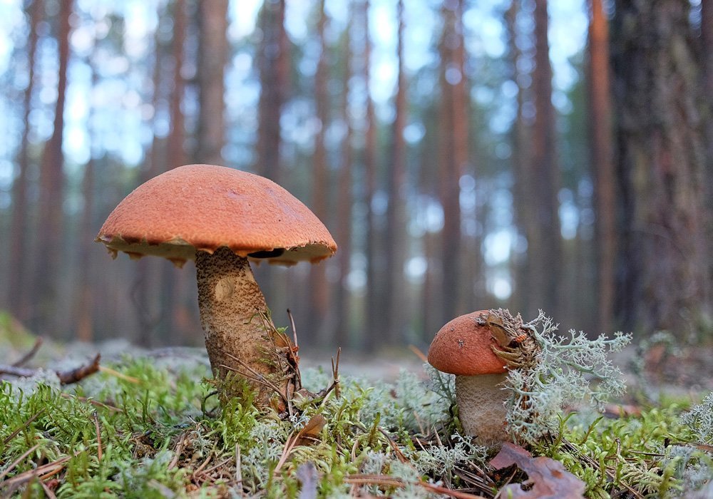 Подосиновики