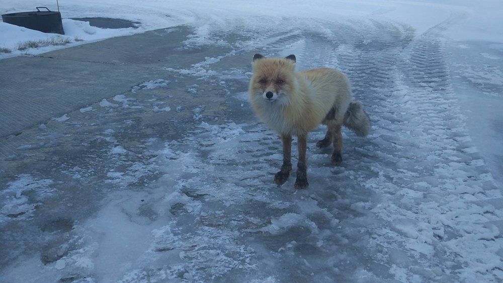 Лис