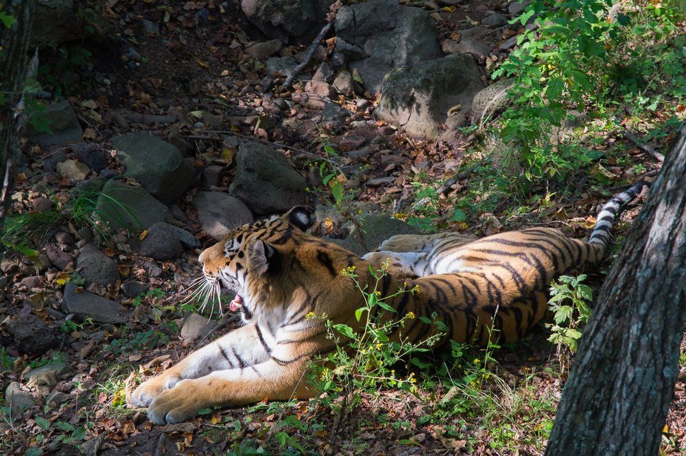 Не безызвестный уссурийский тигр по кличке Амур.