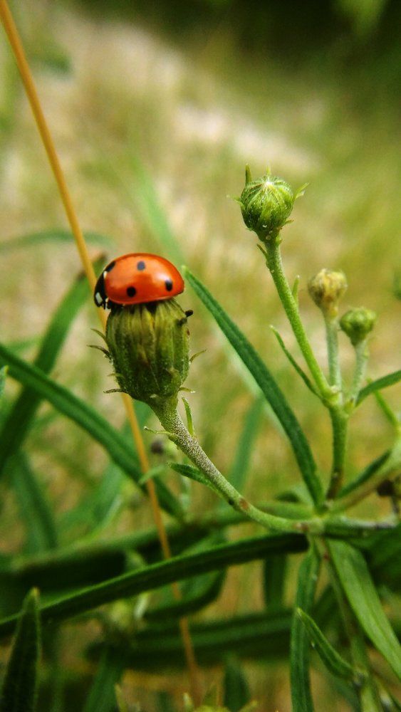 Ladybug