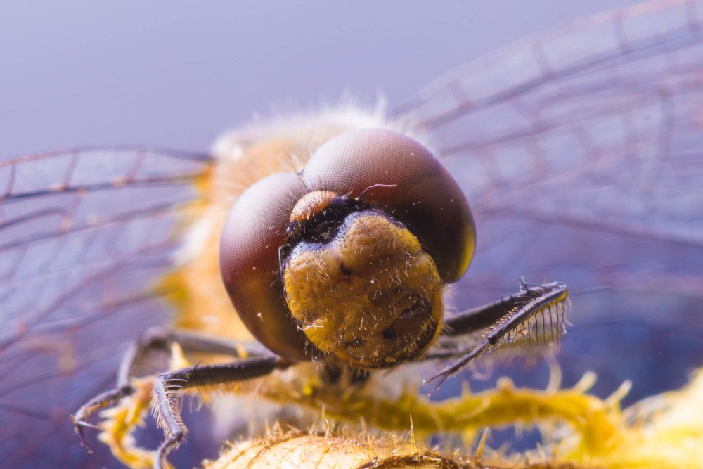 Наблюдатель