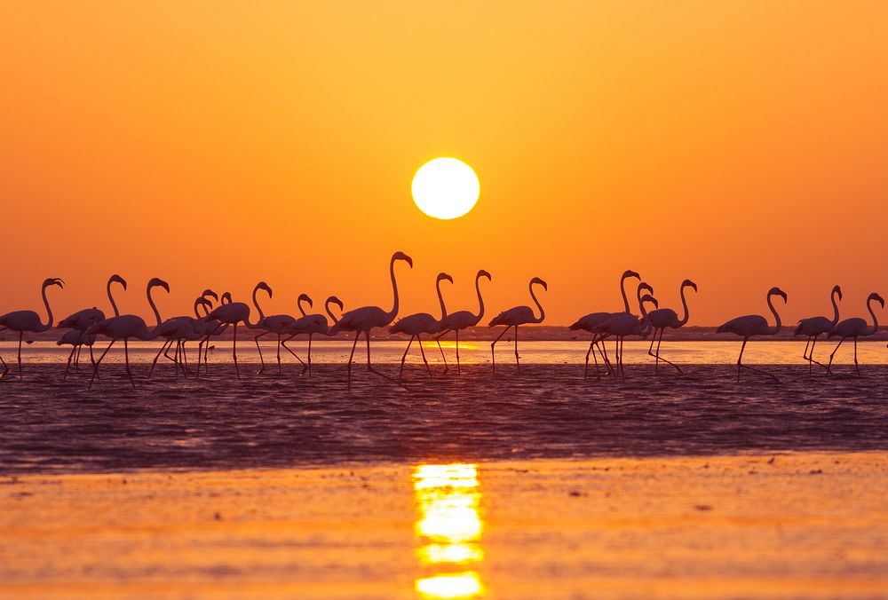 Pink Beauty with Golden Sunset