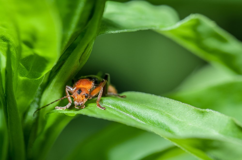 Лесной страж (жук -пожарник)