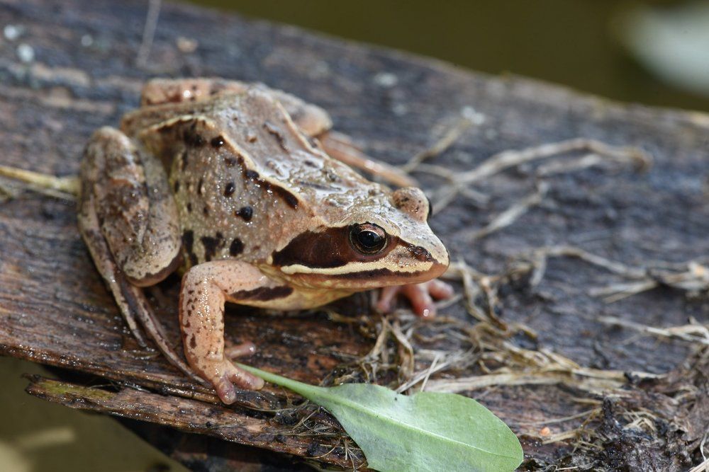 Лягушка-квакушка.