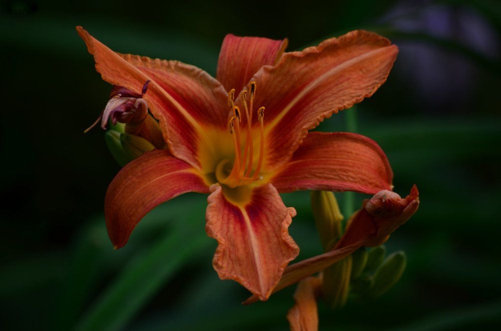 Fleur