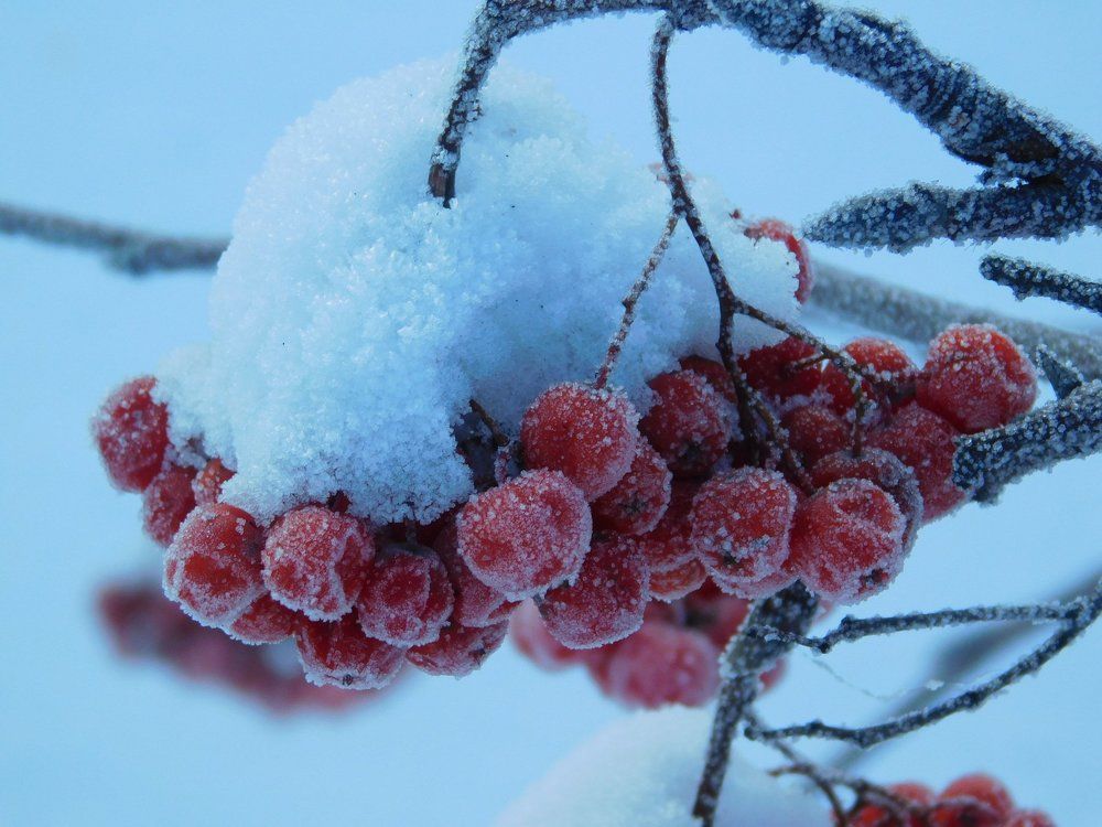 Rowan in December