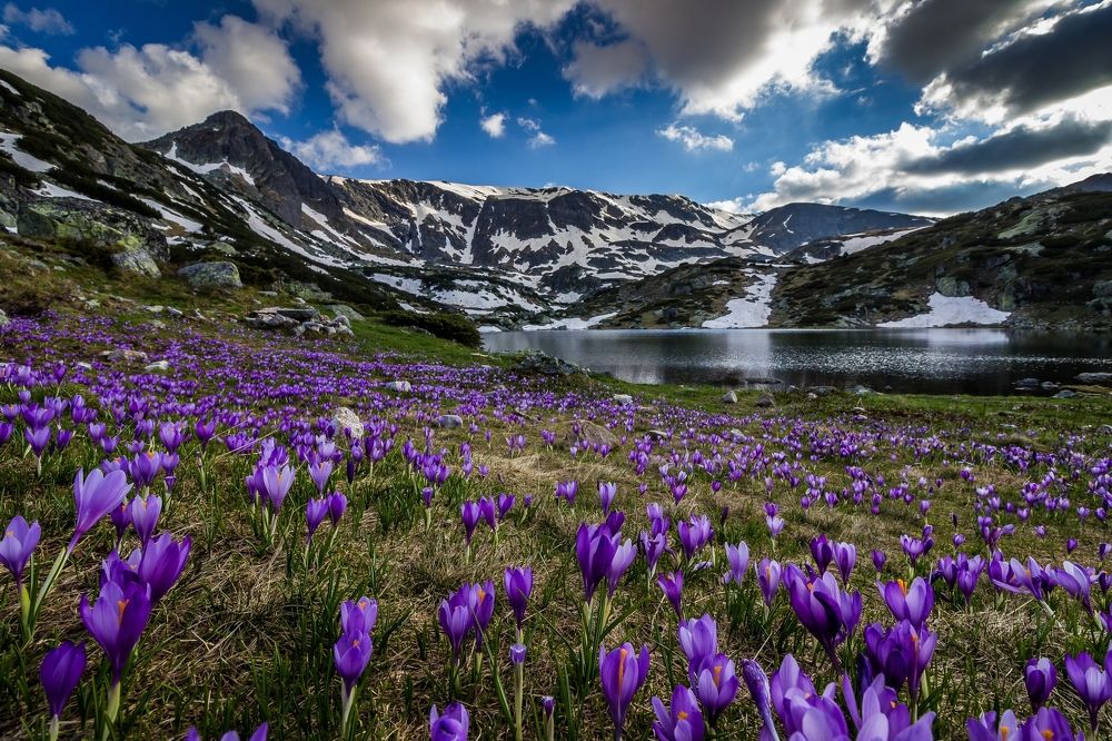 Крокусы в горах