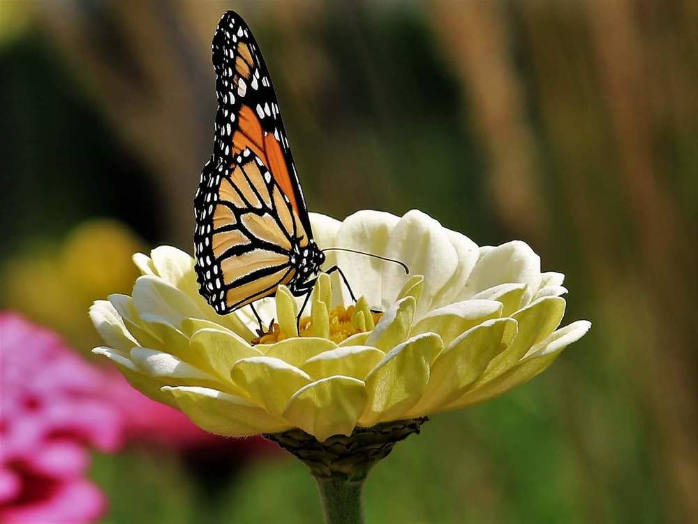 Photograph by Vanessa Mullins Hollan