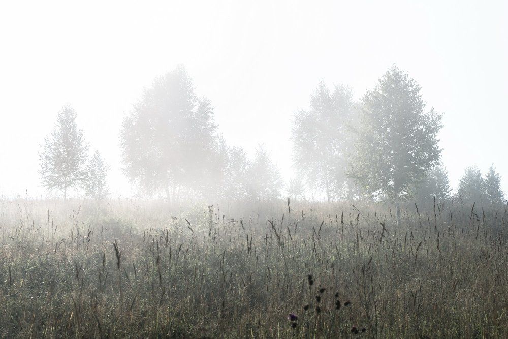 Березы в тумане