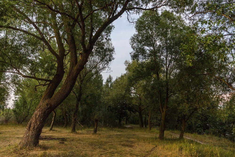 старый парк