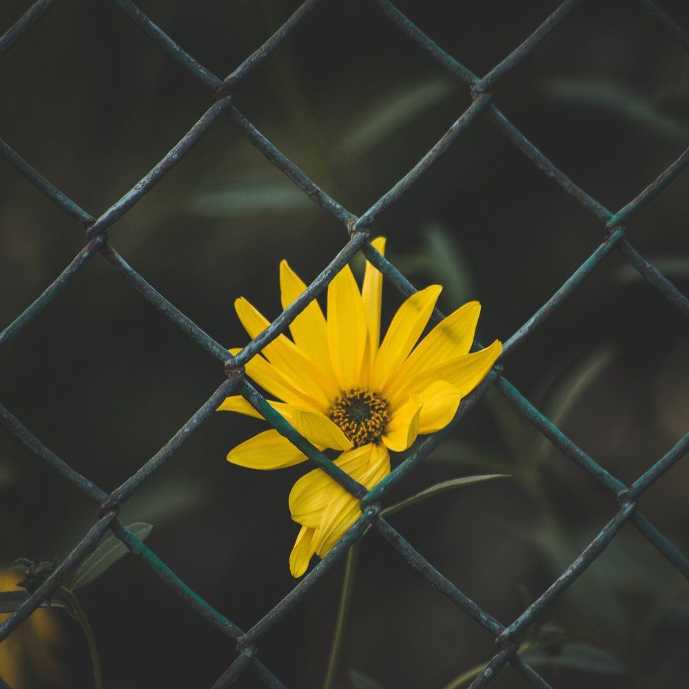 Life in cage