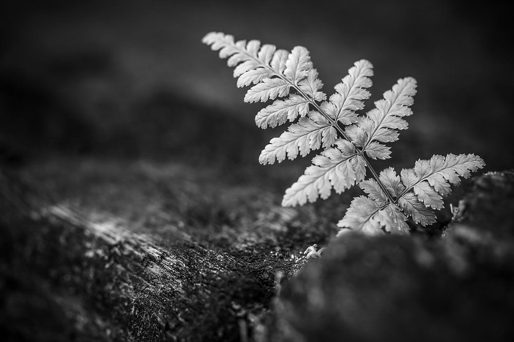 The lonely polypody in BW