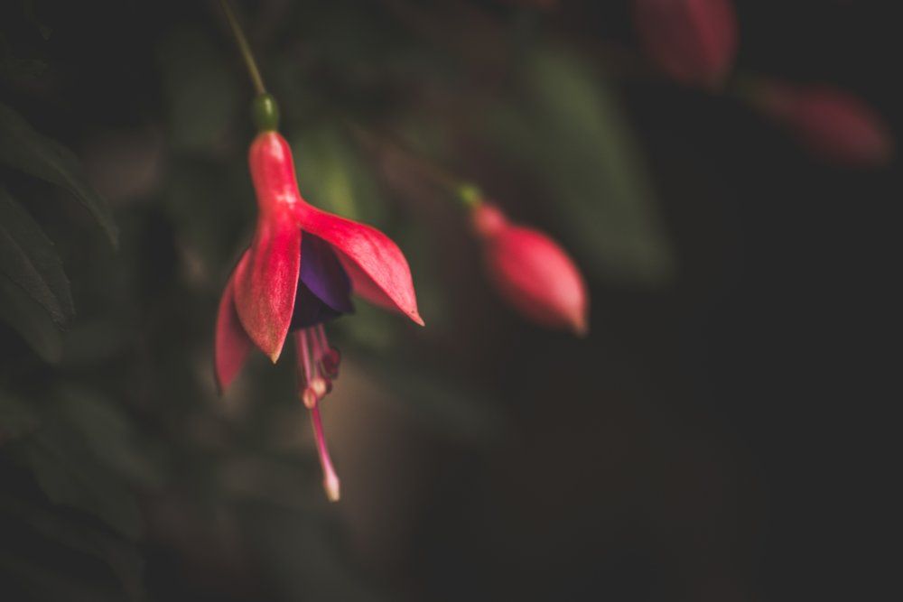 Bell