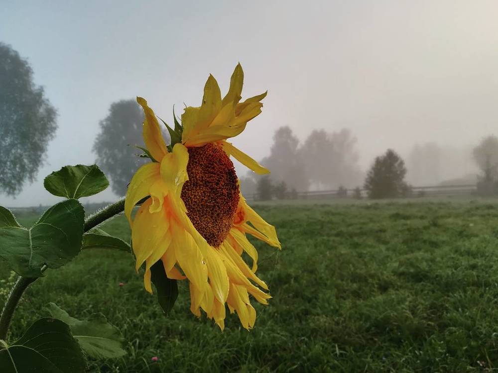 Туман: ни подойти, ни увидеть, ни взять