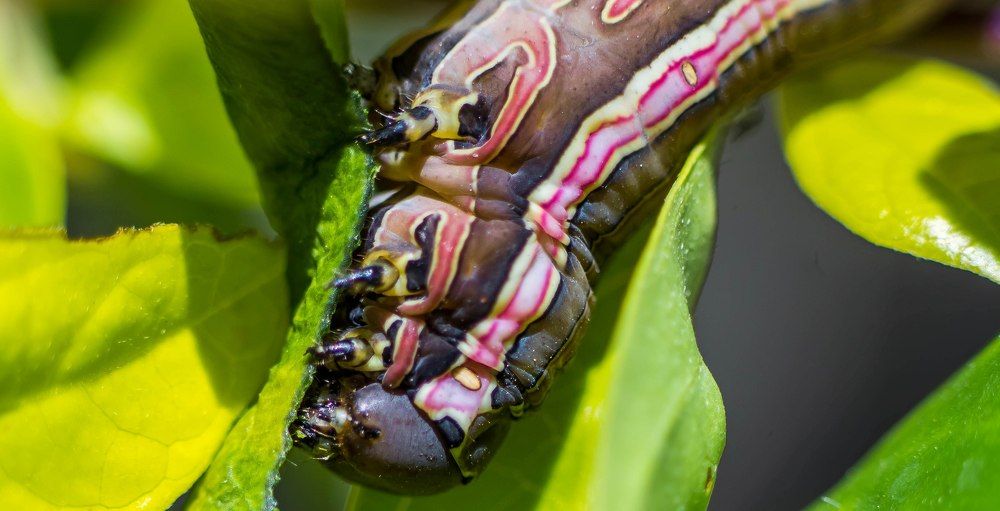 worm Spodoptera ornithogalli