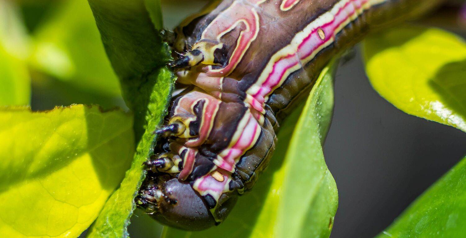 worm Spodoptera ornithogalli