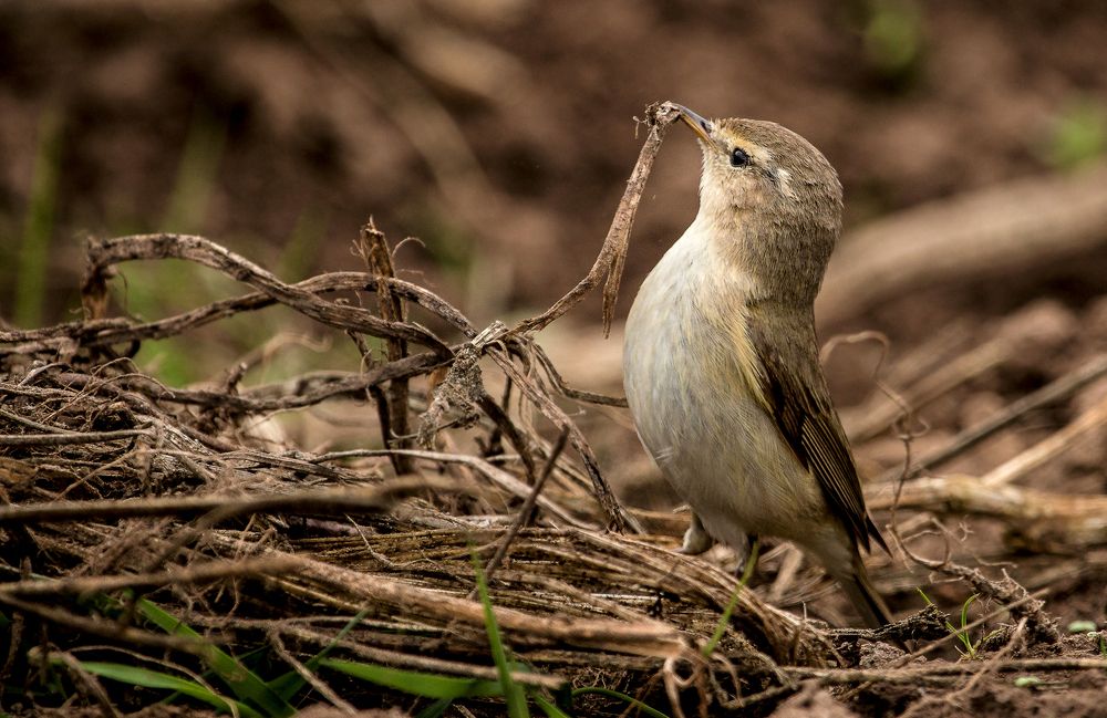 дай  соломенку