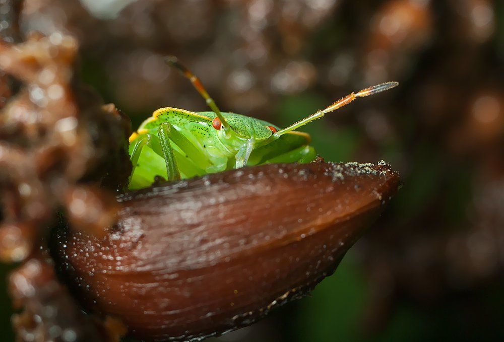 Зелёный клоп