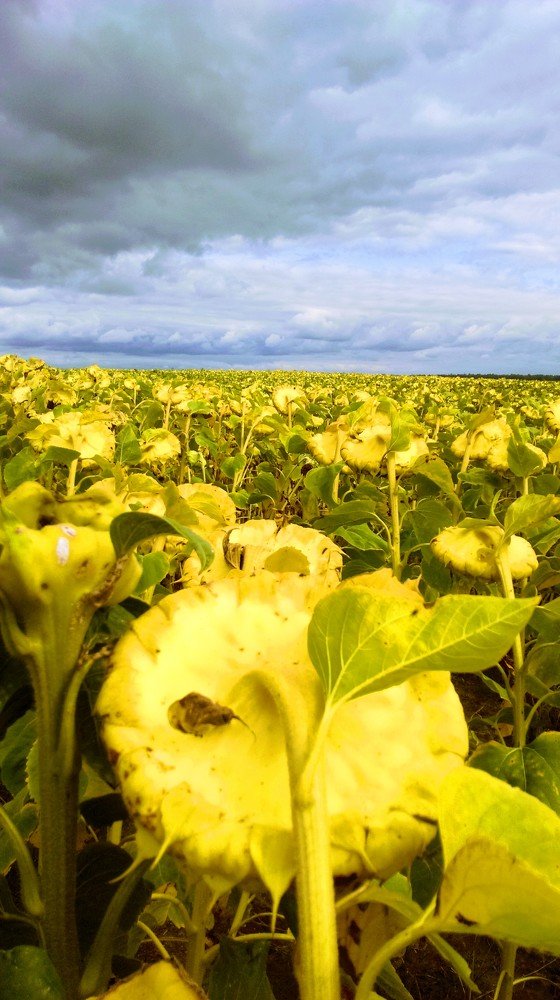 Photograph by Игнат Крошко