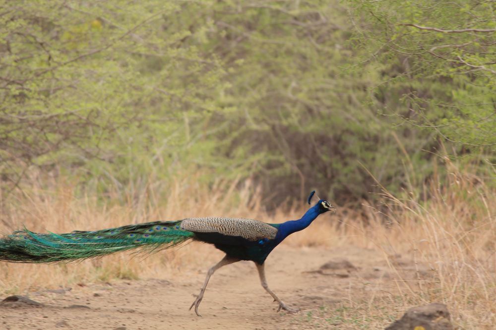 Peacock