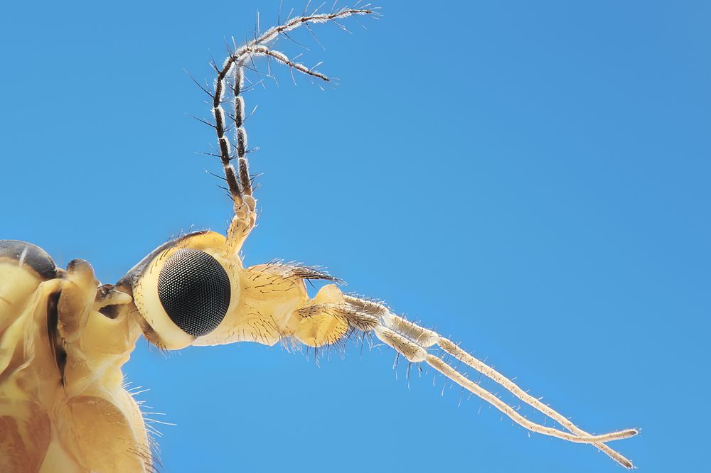 Комар-долгоножка