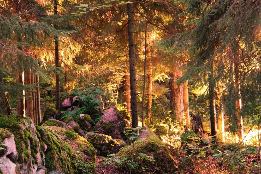 сказки парка Монрепо