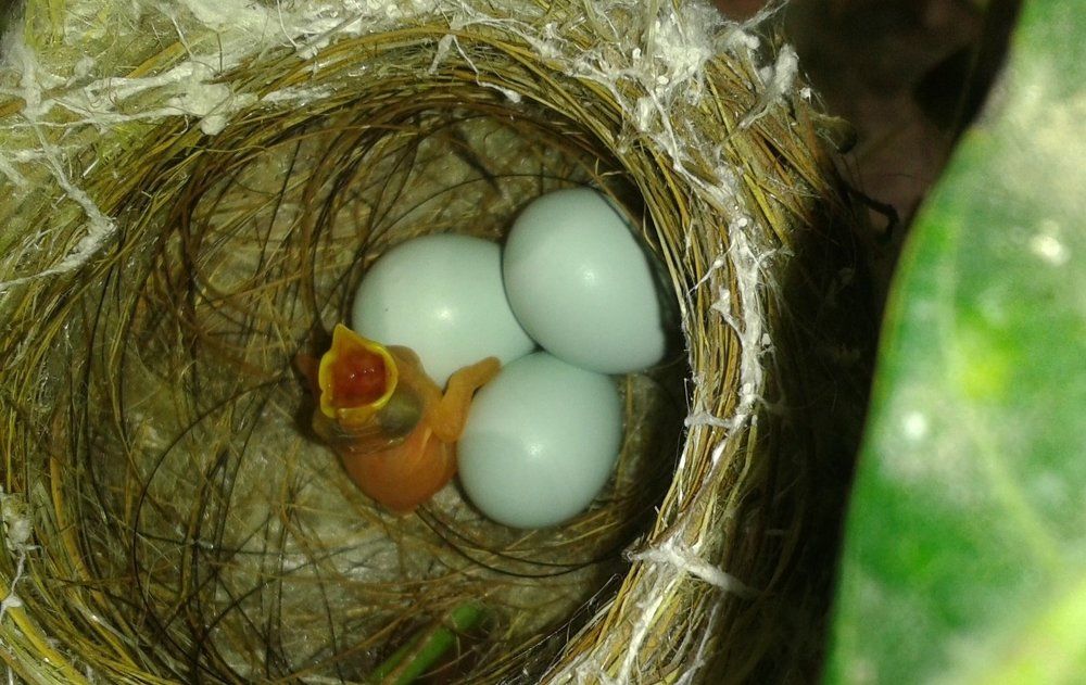 new born bird