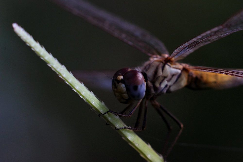 A Dragonfly.